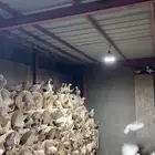 حمام زاجل كريمي منتج