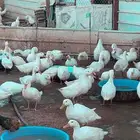 بيط بكيني عمر 3 اشهر ونص ودجاج بلدي