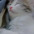 قطط شيرازي اسكواش للبيع