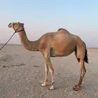 رحول لقحه شقحا