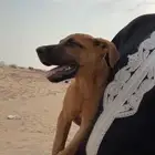 كلب بيتبول للتبني