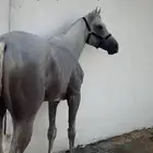 حصان شعبي كفوو جد ا