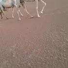 عشاير ولقحات.