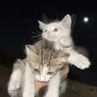للتبني كيتن ماعندهم ام