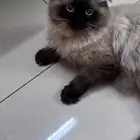 قطط هملايا