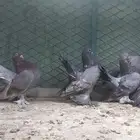 رستوف 80 للكل