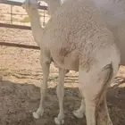 شارع النآلف حي الجامعة بالظهران المنطقة الشرقية
