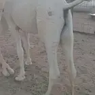 للبيع قعدان ع ولد الحاكم