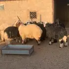 ذبايح نجدي ونعيم جذعان شقراء