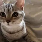 أمريكي شعر قصير
