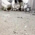 دجاج براهما