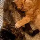 قطة