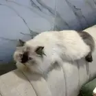القنفذه القوز قطه للبيع هملايا