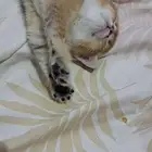 للبيع