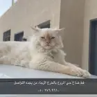 قط حي المروج بالخرج