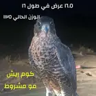 صقر للبيع