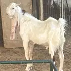 تيس هولندي