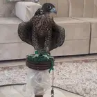 الخرج