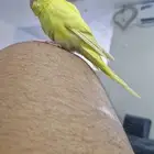 بادجي اليف وهدد للبيع
