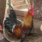 ديك عربي اصيل