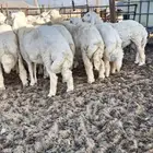 ذبايح حري نعيم تيوس سواكن