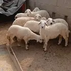 محايل عسير