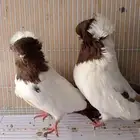 جوز سوداني