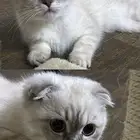 قطه سكوتش للبيع التواصل واتسس