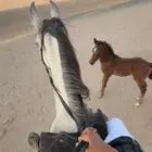 فرس شعبيه