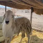 طلي فحل صنف