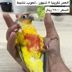 كنيور اناناس - الدمام