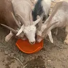 معزاء قوميات 8 بالفحل ونشاء الله دفيع