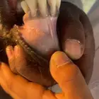 تيس حبشي حار ومشروط