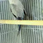 كويكر سنوايت