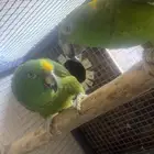 زوج يلوناب منتج