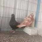 للبيع طبات كشكش ولونق 80 للكل