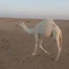 حاشي عمرة 8 شهر حليب وشعير وبرسيم