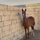 مهر للبيع .