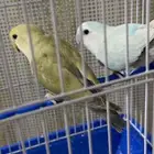 طيور روز للبيع ل اعلى سوم