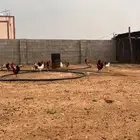 ديوك بلدي