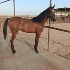 للبيع مهره عربية شعبيه