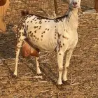 معزا محايليه ح ل ي ب وافر