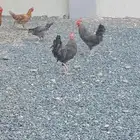 خمسة ديوك بلدي للبيع