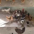 دجاج بلدي