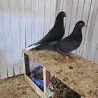 جوز قطايف زراق نخبة