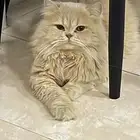 للتنازل قطوه