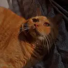 قط مفقوط