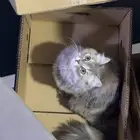 قطط للتزاوج