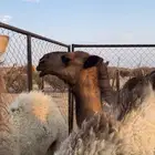 قعود اصفر كفووو