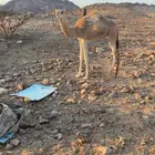 حشي للبيع